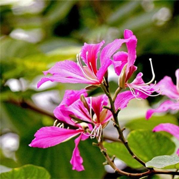 Diseases of Bauhinia blakeana