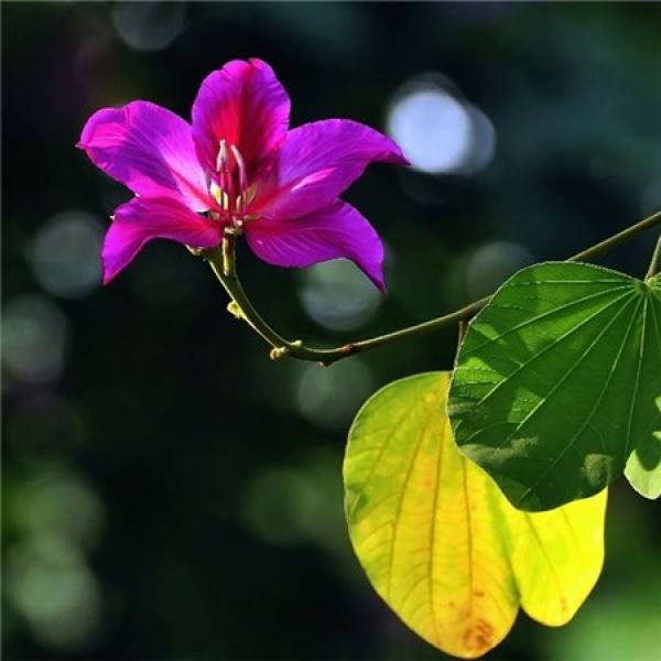 Bauhinia blakeana disease control method