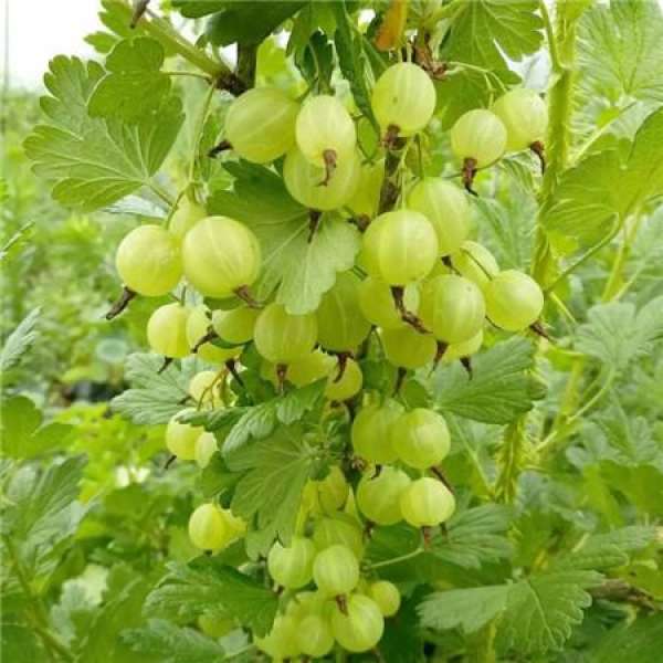 gooseberry variety: gooseberry