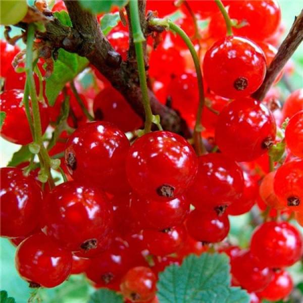 Gooseberry Variety: Zhuiyu