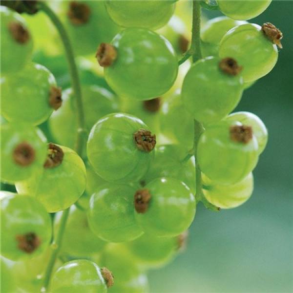 Efficacy and function of gooseberry The Plant Aide