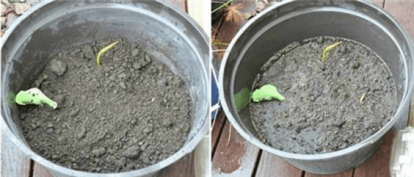 Method for potting lotus root
