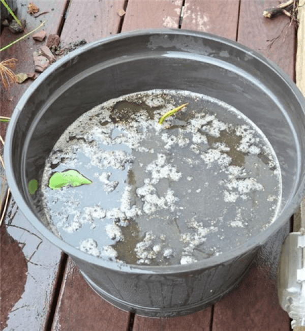 Method for potting lotus root
