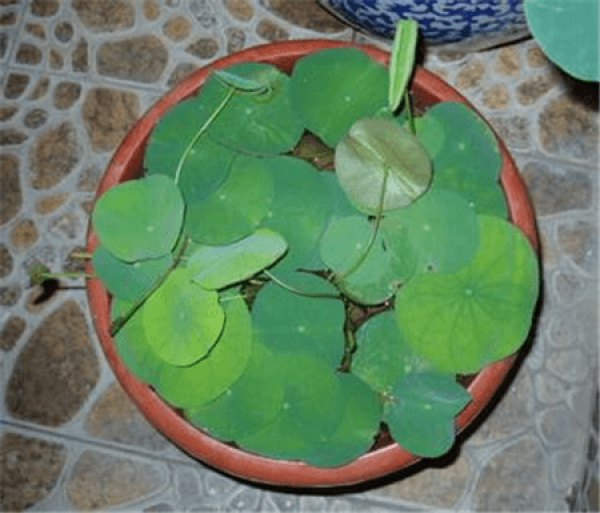 Method for potting lotus root