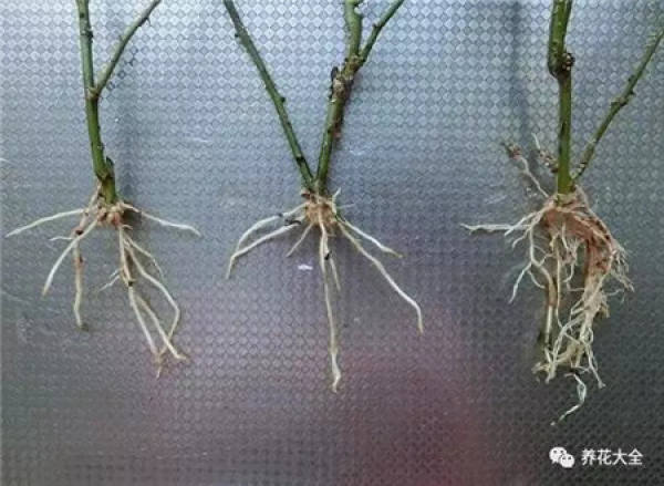 Cuttings