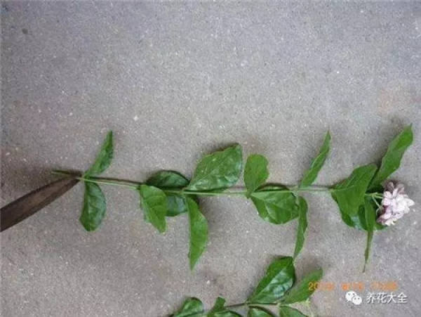 Cuttings