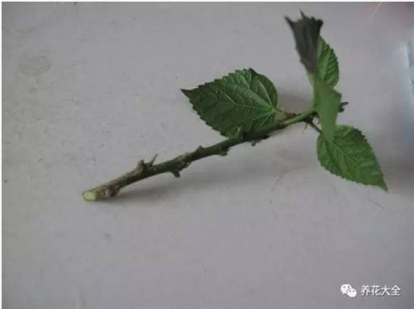 Cuttings