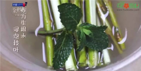 Cuttings