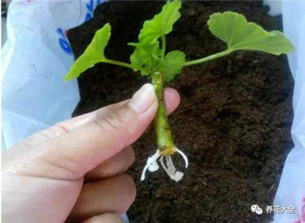 Cuttings