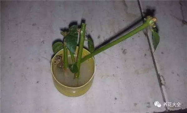Cuttings