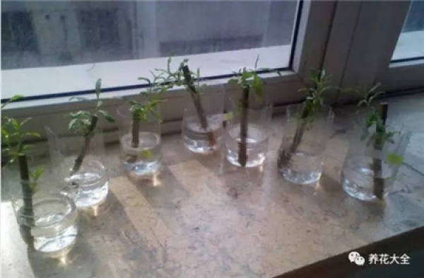 Cuttings