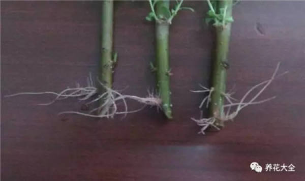 Cuttings
