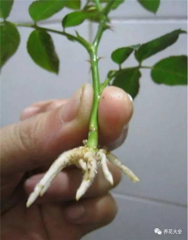 Cuttings