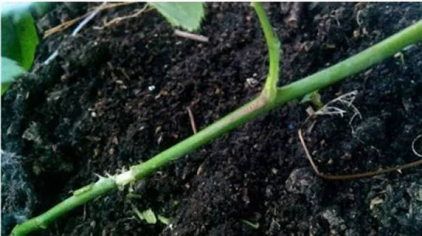 Cuttings
