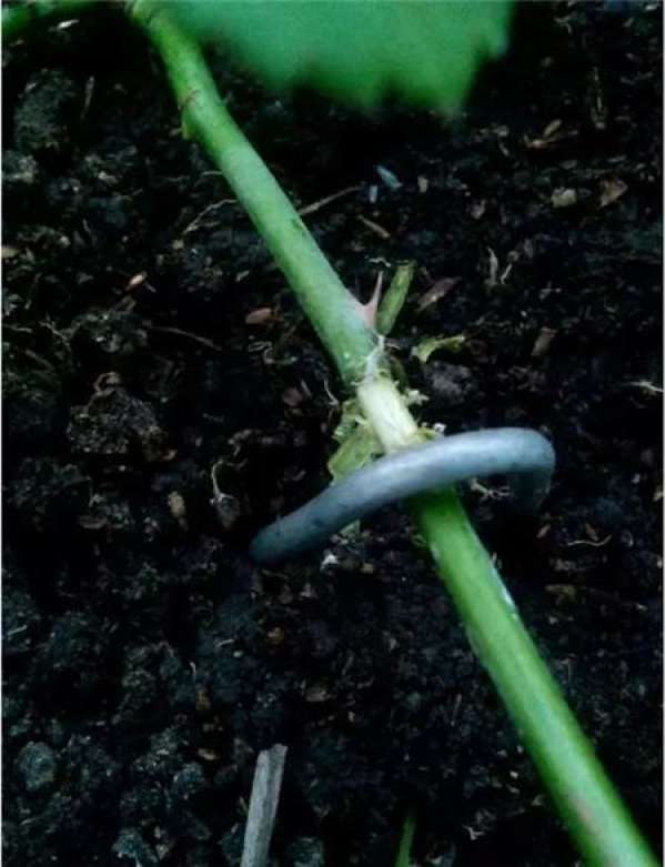 Cuttings