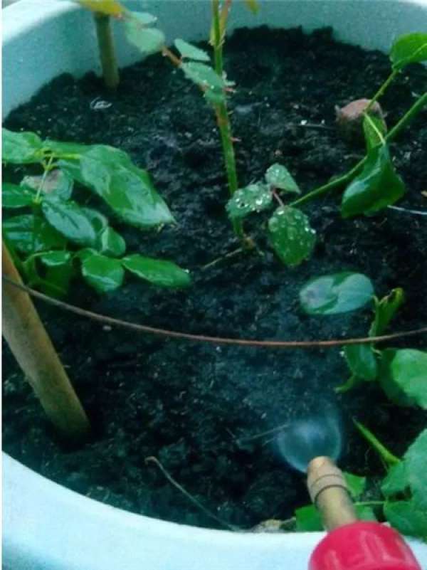 Cuttings
