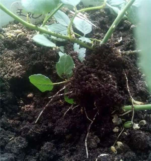 Cuttings