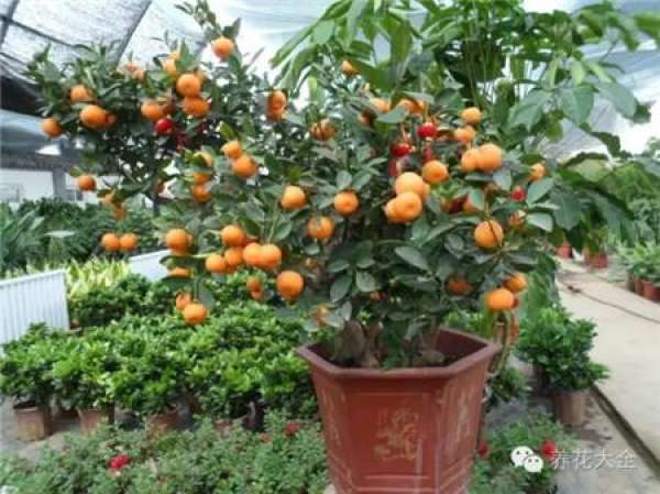 Cumquat
