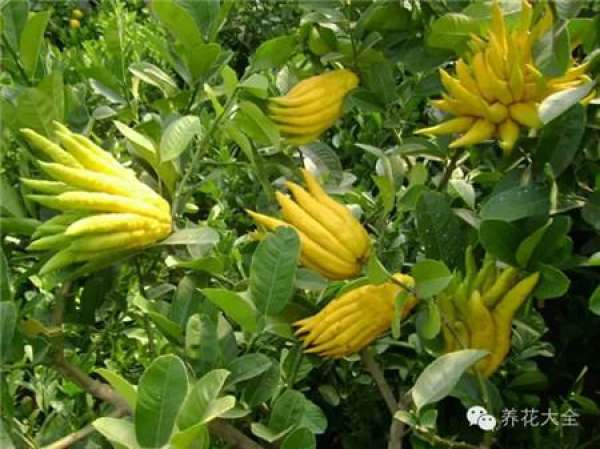 Cumquat