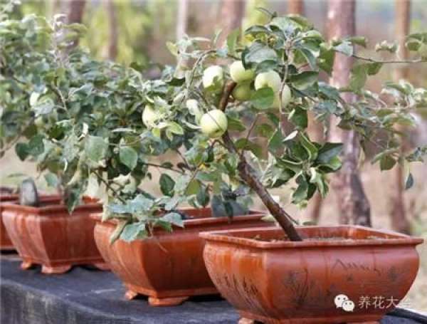 Cumquat
