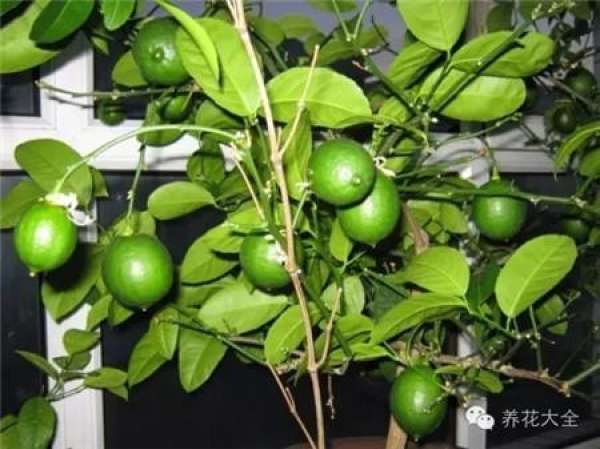 Cumquat