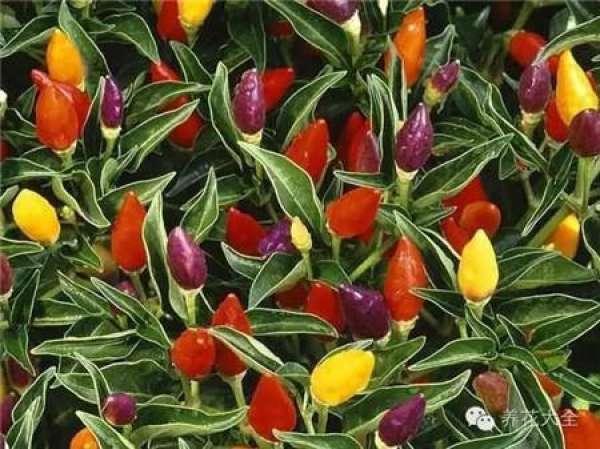Cumquat