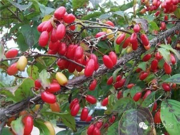Cumquat