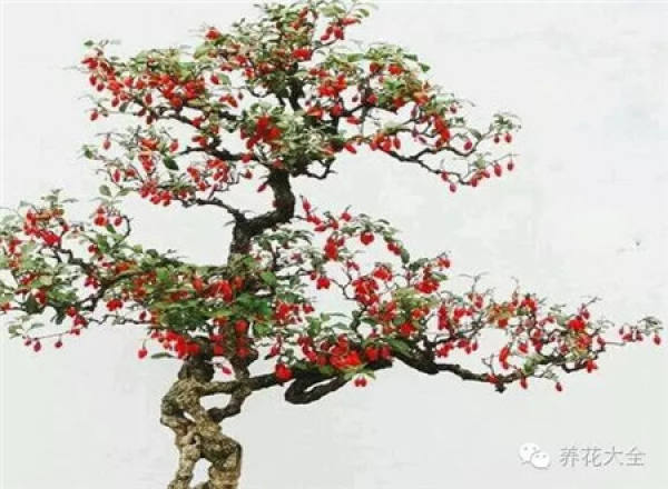 Cumquat
