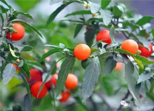 Cumquat