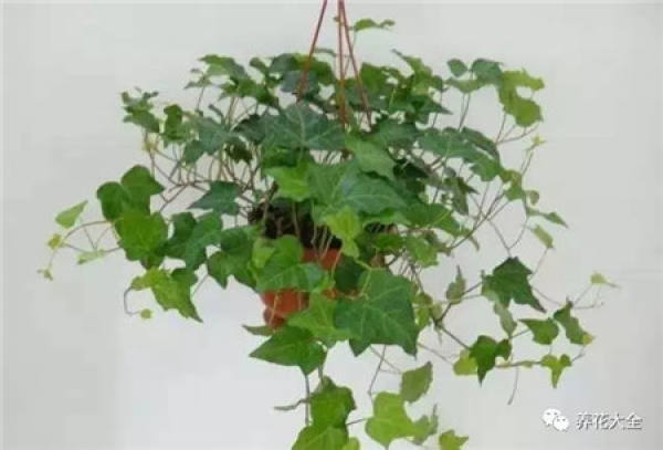 Ivy