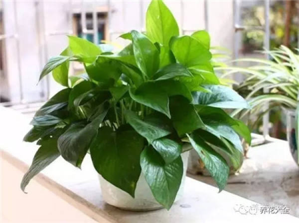 Ivy