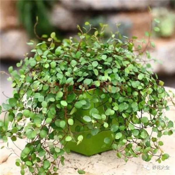 Ivy