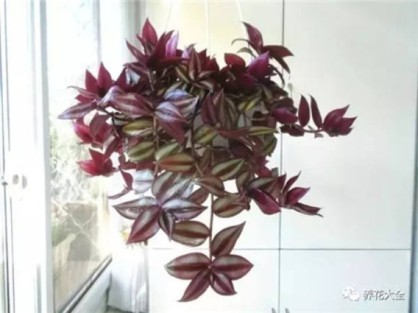 Ivy