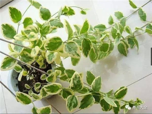 Ivy