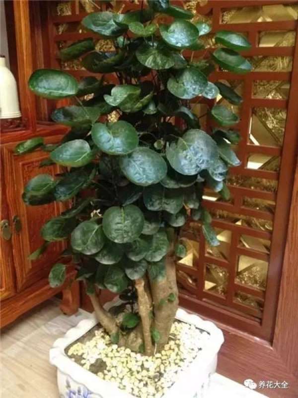 Ivy