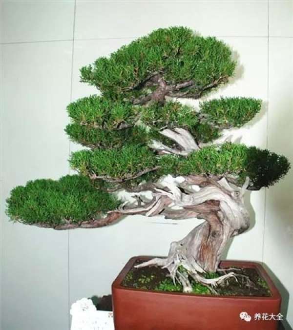 Cypress