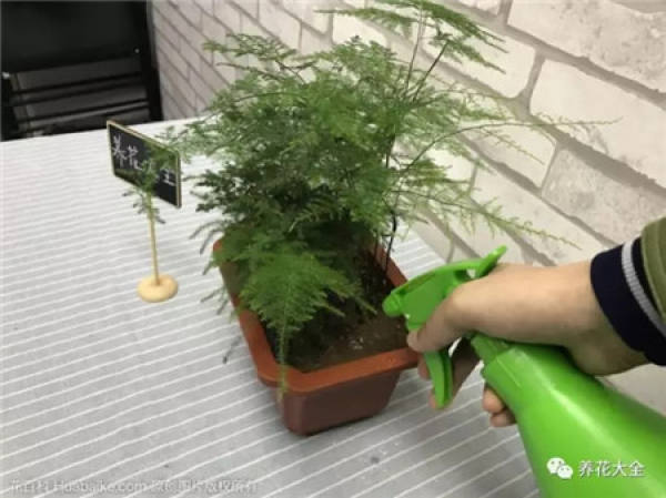Watering Taboo
