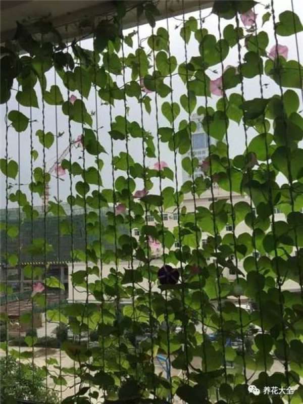 The Making and Appreciation of Morning Glory Curtain
