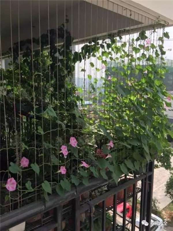 The Making and Appreciation of Morning Glory Curtain