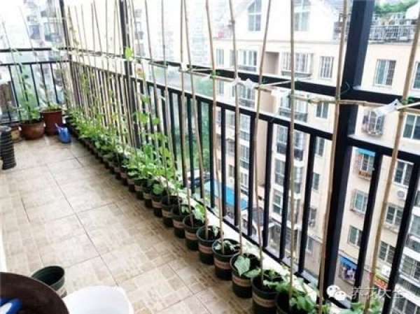 The Making and Appreciation of Morning Glory Curtain