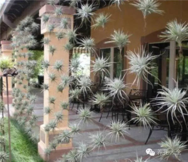 Method for making air pineapple curtain