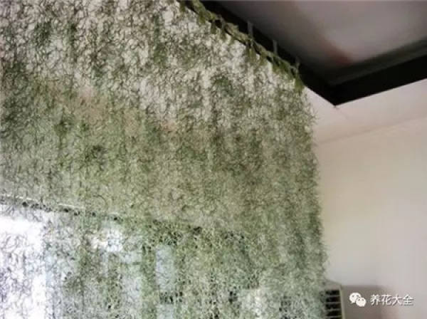 Method for making air pineapple curtain