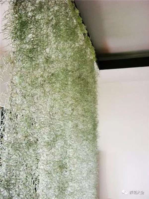 Maintenance Points of Air Pineapple Curtain