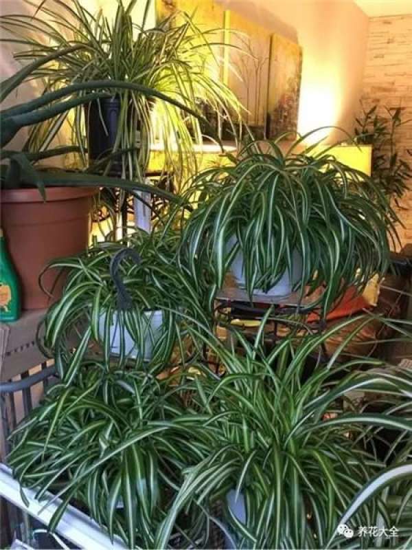 Chlorophytum comosum