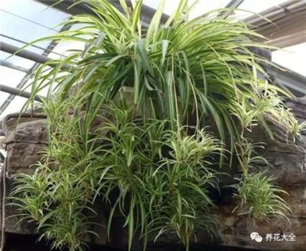 Chlorophytum comosum