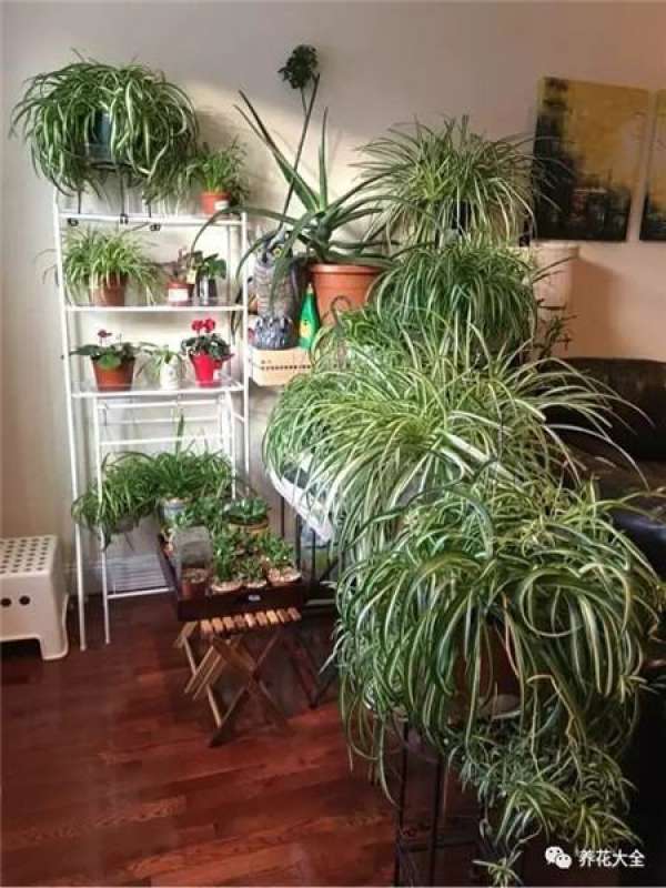 Chlorophytum comosum