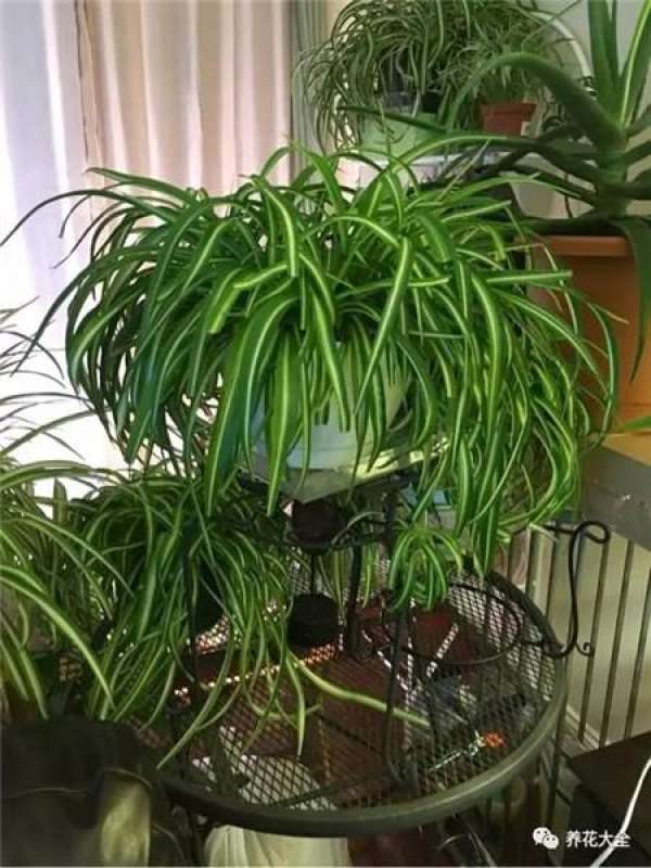 Chlorophytum comosum
