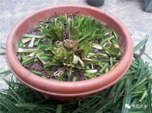 Chlorophytum comosum