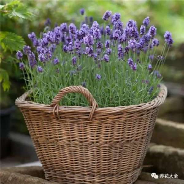 Lavender
