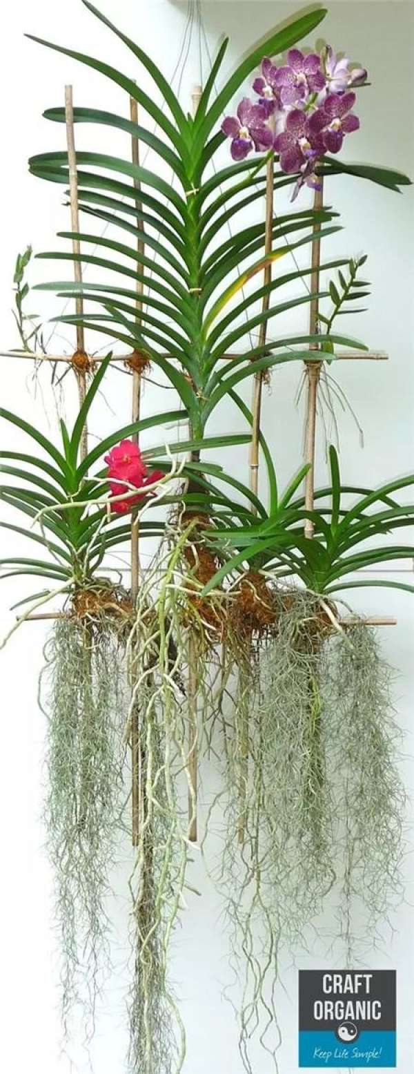 Orchid